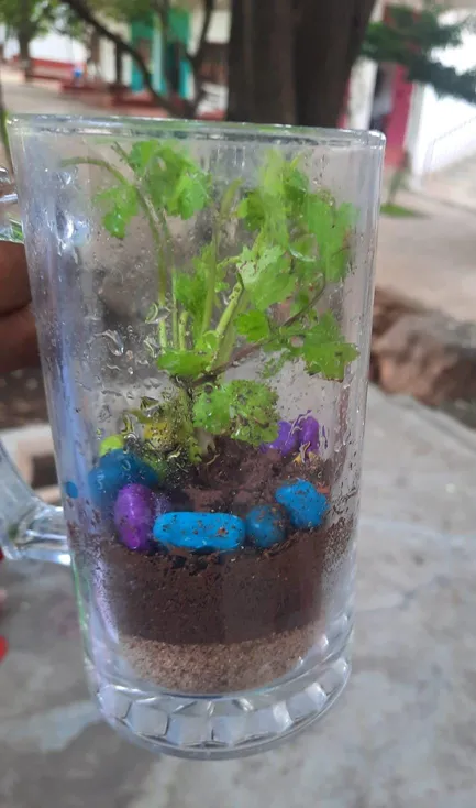 Grade 7 Terrarium activity 1_result terrarium