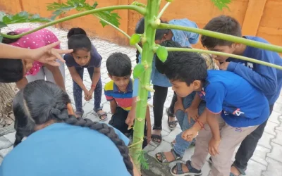 Witnessing Flower to Fruit Transformation