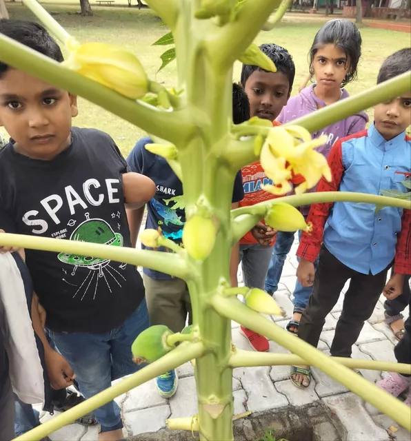 Young scholars from Vidhya Peetham i-School in Salem examine the development of papaya fruits, engaging in a practical botany lesson.