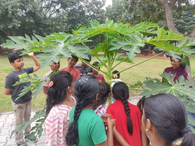 Inquisitive minds from a CBSE school in Salem investigating the early stages of fruit development on a papaya tree during an outdoor class.