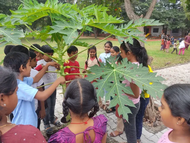 Vidhya Peetham i-School's pupils closely observe the blooming flowers of a papaya, learning about the natural transformation from flower to fruit.