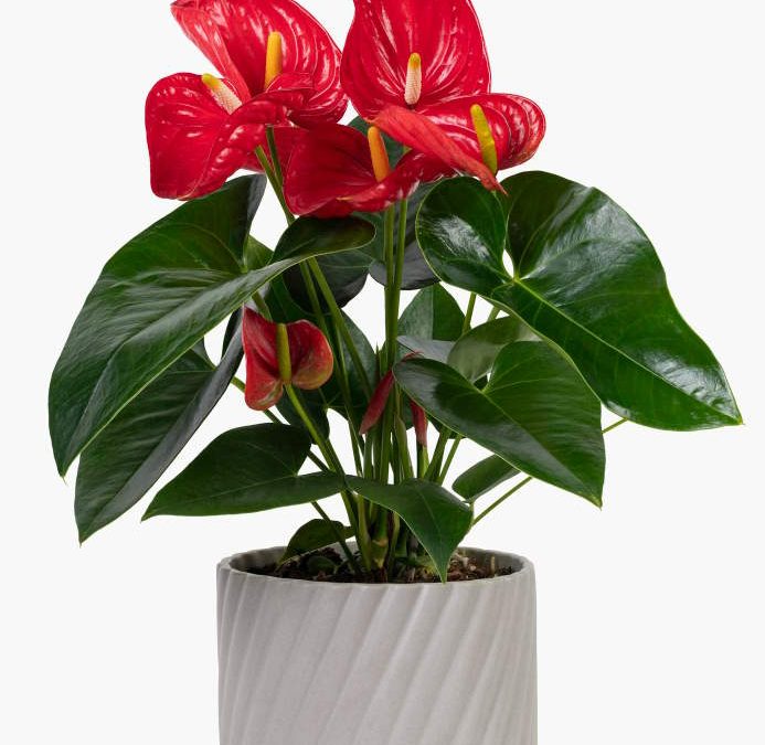 8. Getting to Know Plants Worksheet – Science