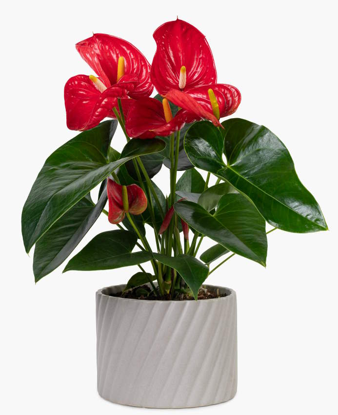 Getting to Know Plants