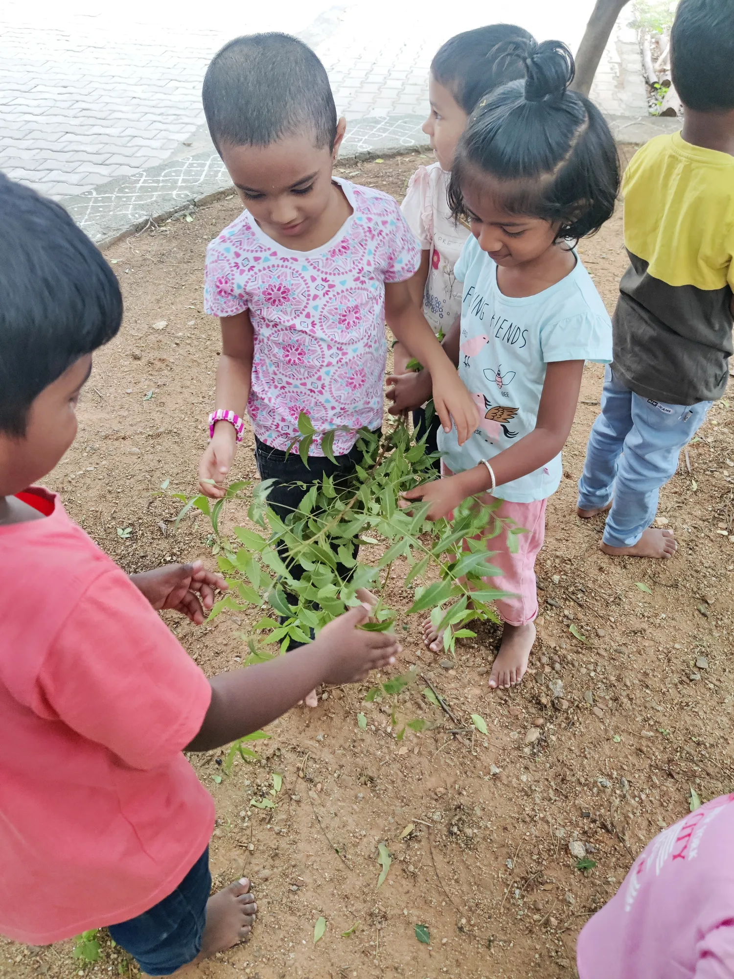 Kids feeling the neem tree bark and leaves.