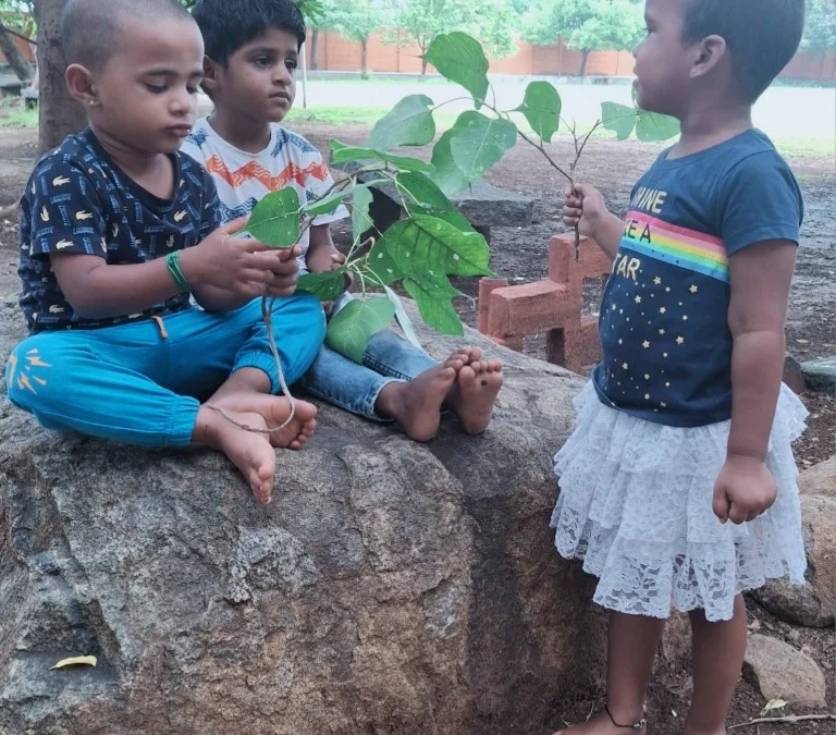 Peepal Tree Adventure